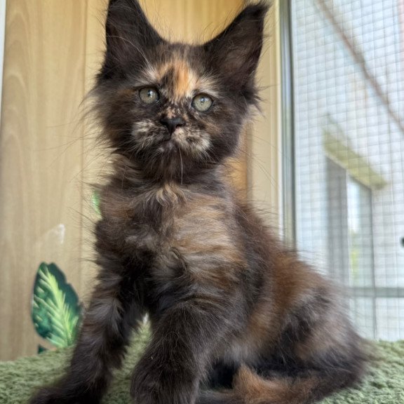 Maine Coon NOV Aquatory Polydactyl