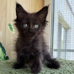 Maine Coon NOV Aquarius...