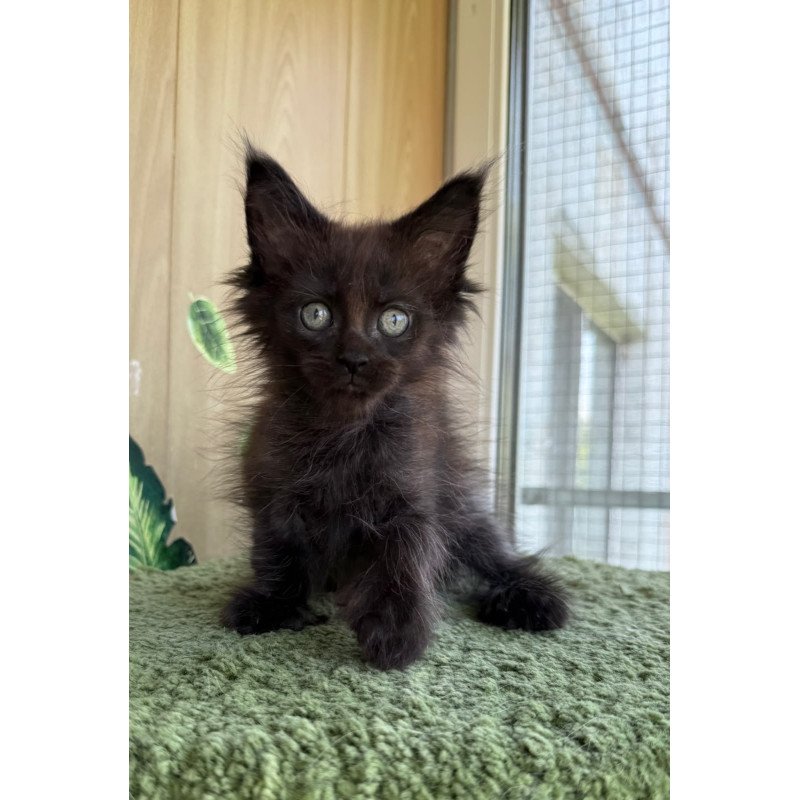 Maine Coon NOV Aquarius Polydactyl