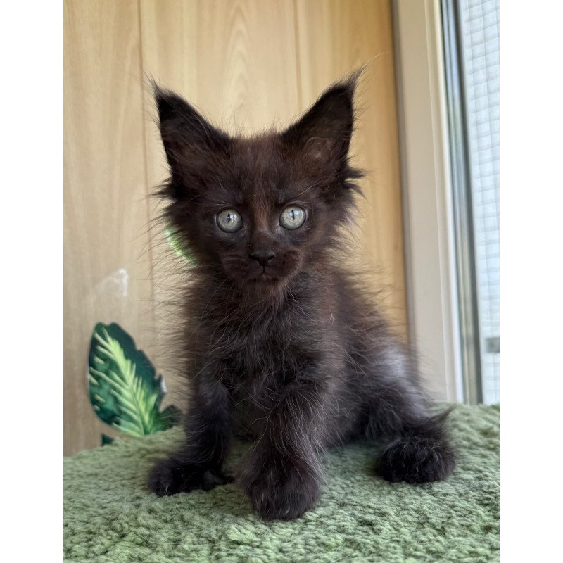 Maine Coon NOV Aquarius Polydactyl