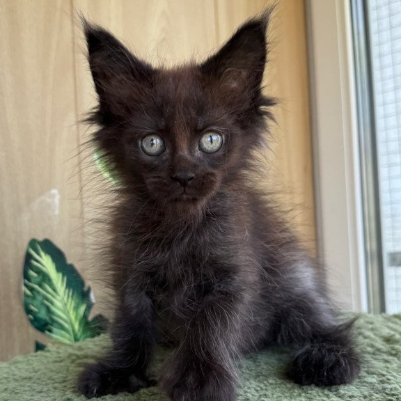 Maine Coon NOV Aquarius Polydactyl