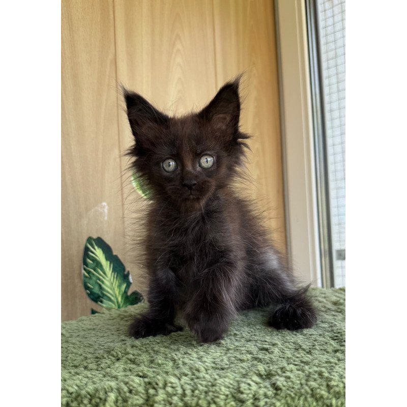 Maine Coon NOV Aquarius Polydactyl