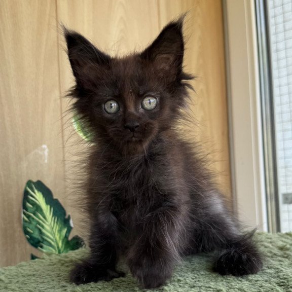 Maine Coon NOV Aquarius Polydactyl