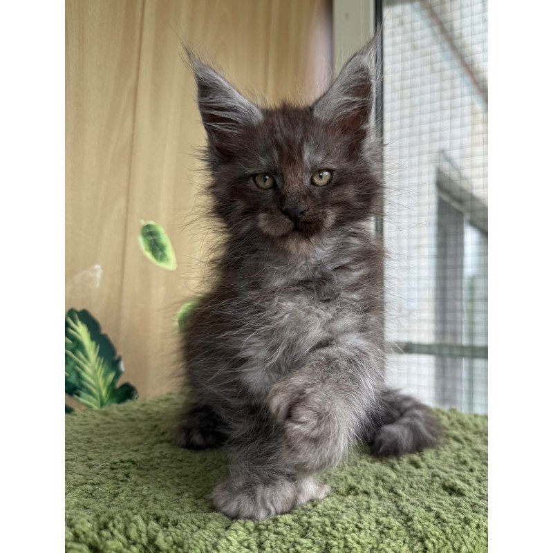 Maine Coon NOV Aquamarine Polydactyl