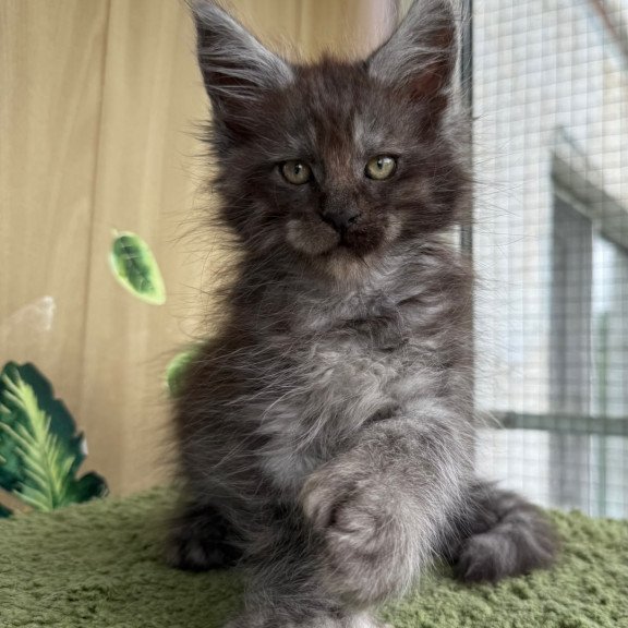 Maine Coon NOV Aquamarine Polydactyl