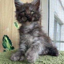 Maine Coon NOV Aquamarine...