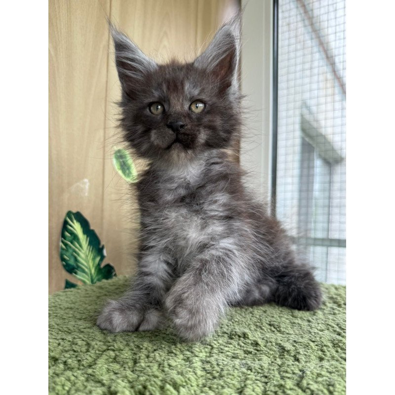 Maine Coon NOV Aquamarine Polydactyl