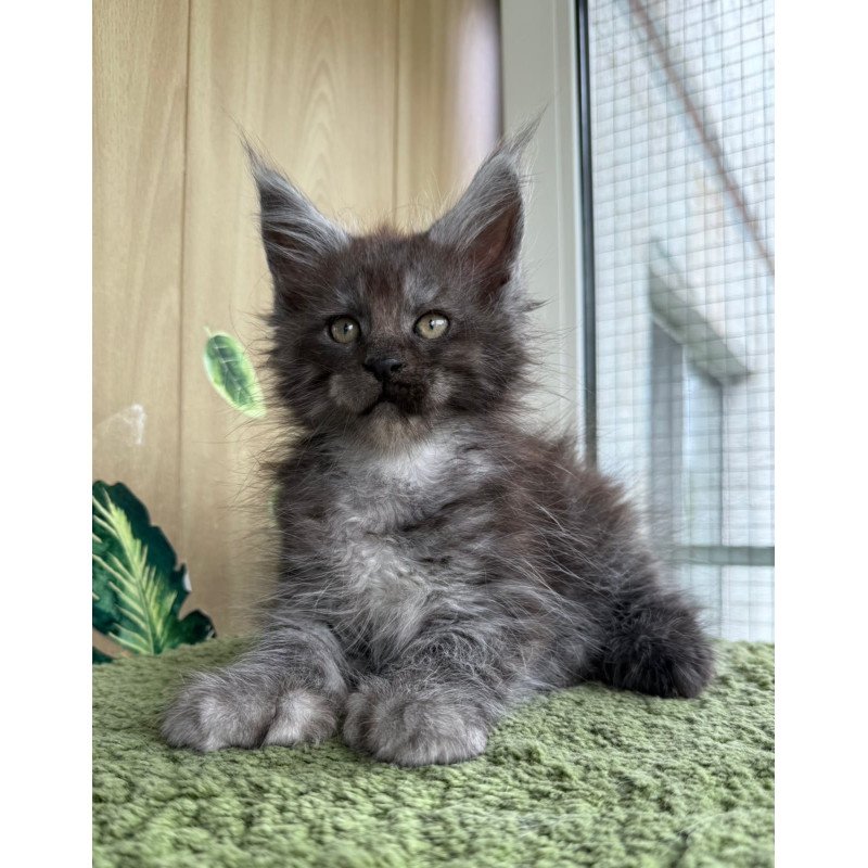 Maine Coon NOV Aquamarine Polydactyl