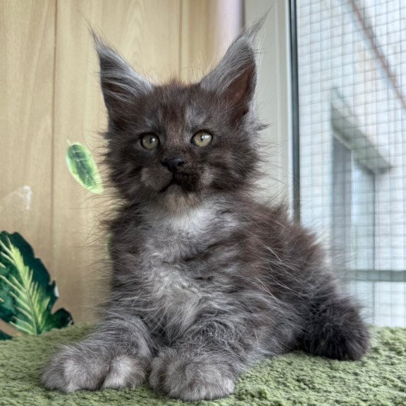 Maine Coon NOV Aquamarine Polydactyl