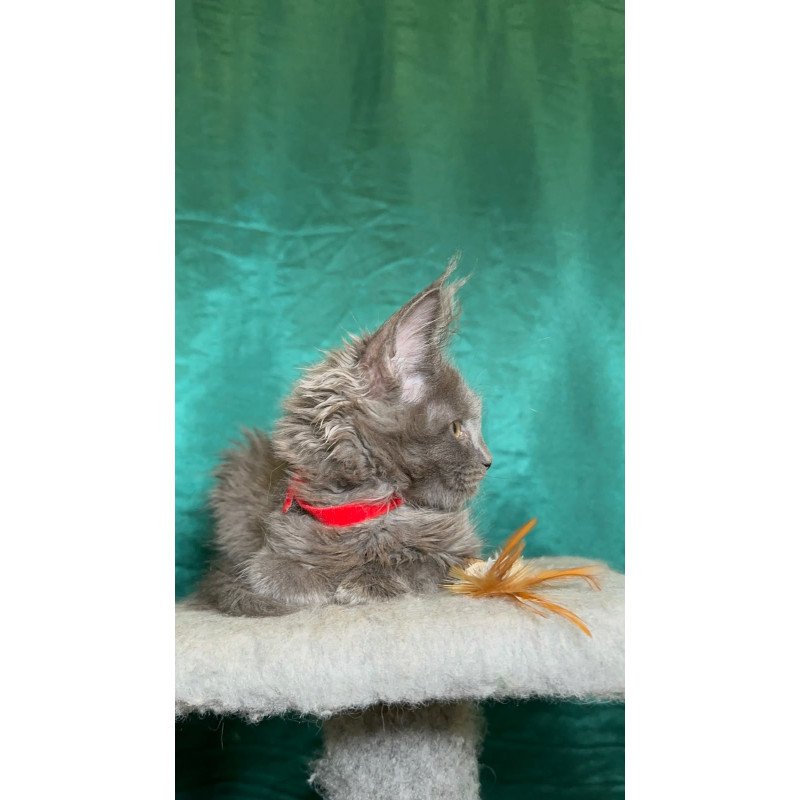 Maine Coon NOV Martha