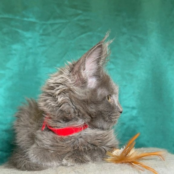 Maine Coon NOV Martha