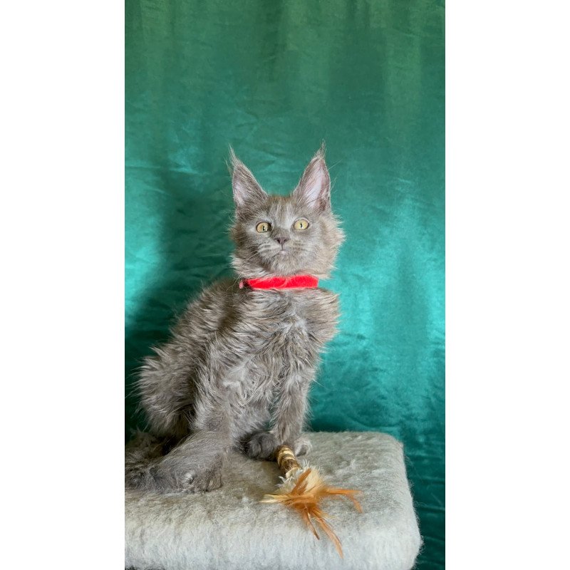 Maine Coon NOV Martha