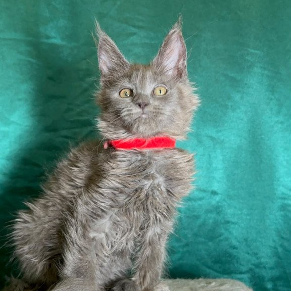 Maine Coon NOV Martha