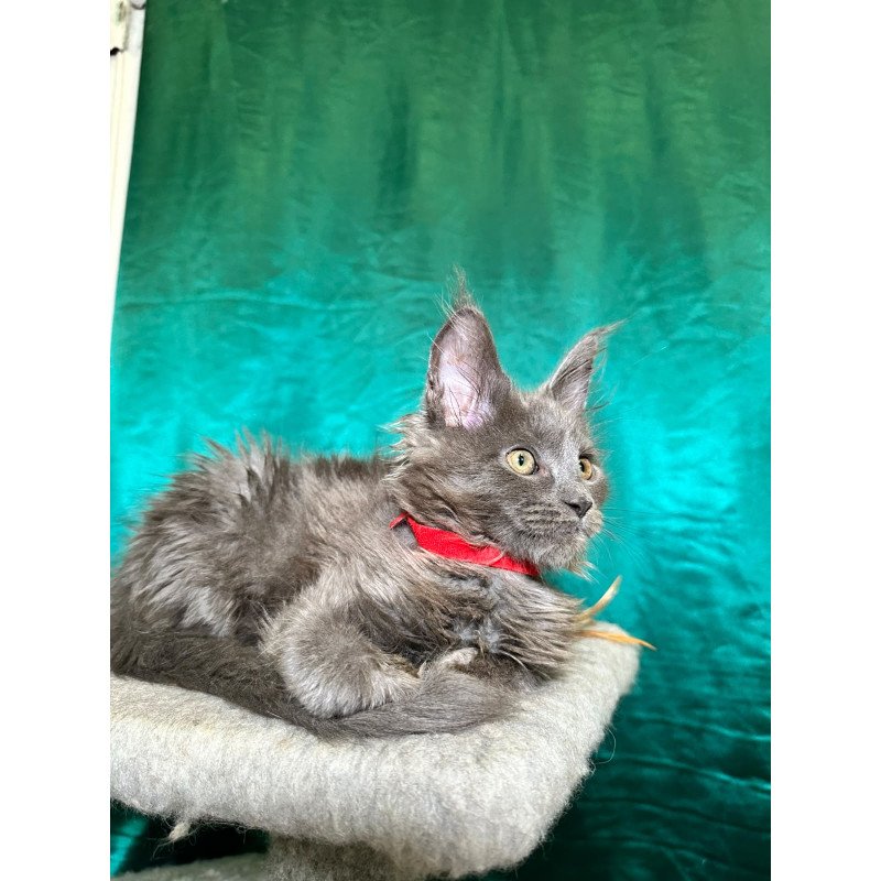 Maine Coon NOV Martha
