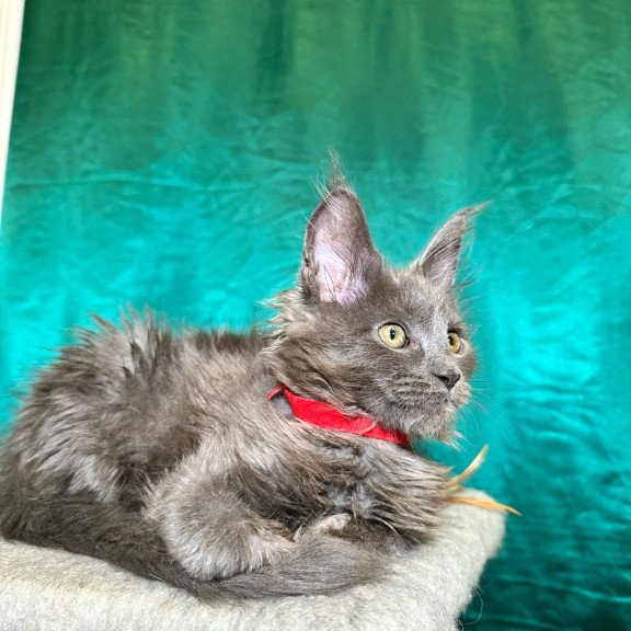 Maine Coon NOV Martha