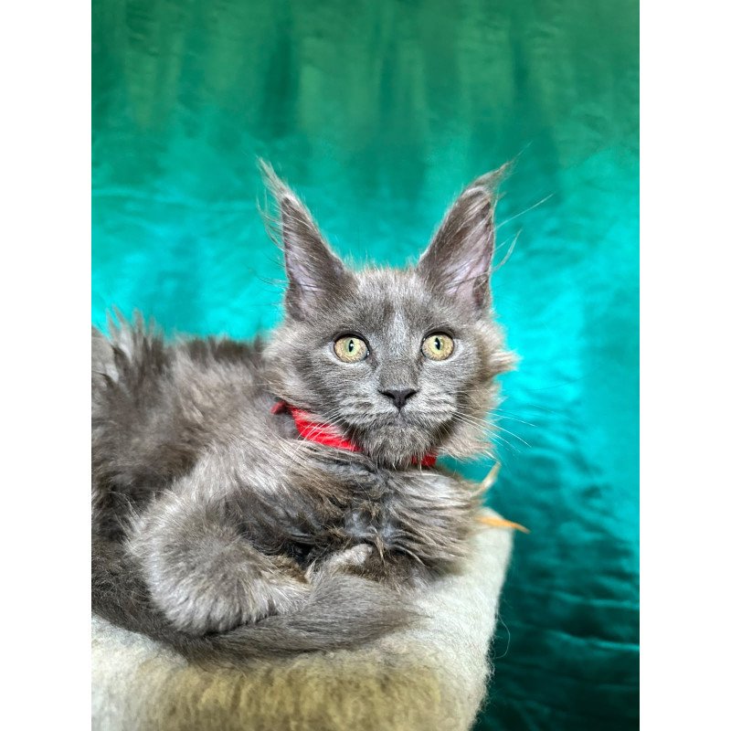 Maine Coon NOV Martha