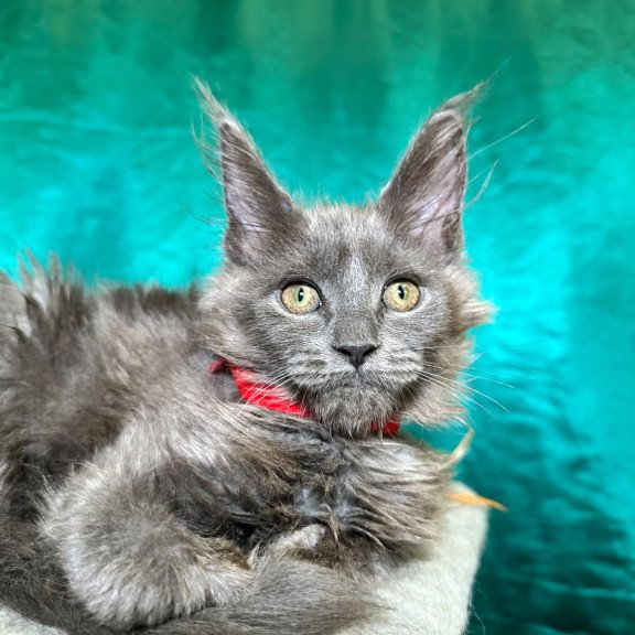 Maine Coon NOV Martha