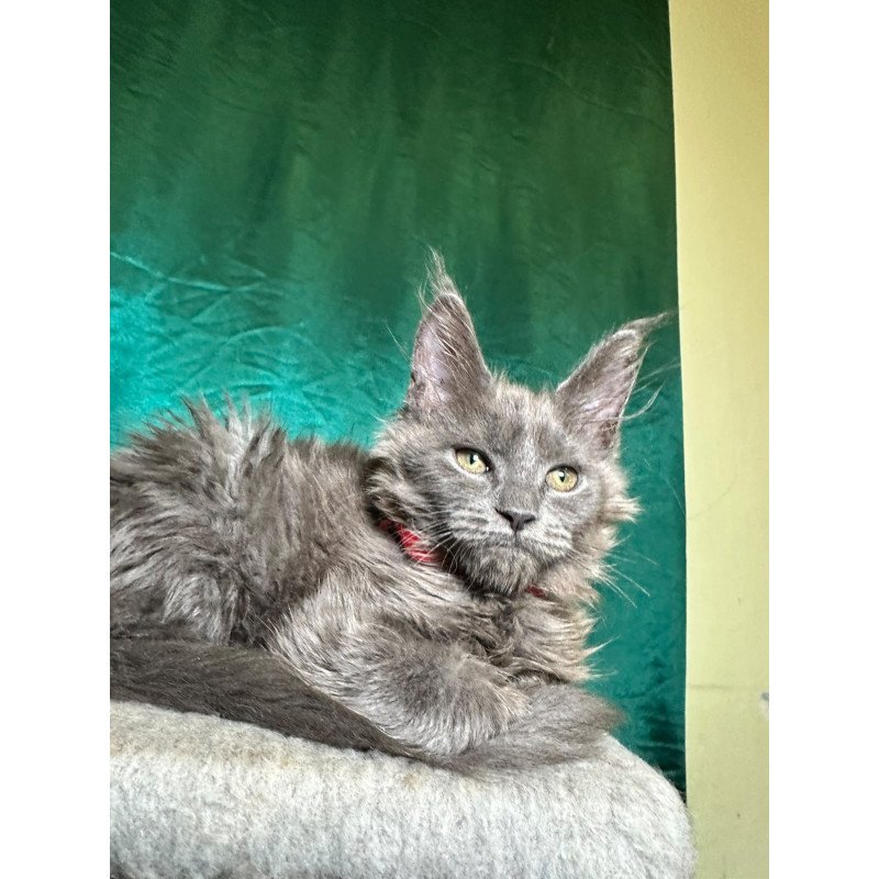 Maine Coon NOV Martha