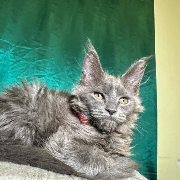 Maine Coon NOV Martha