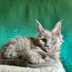 Maine Coon NOV Martha