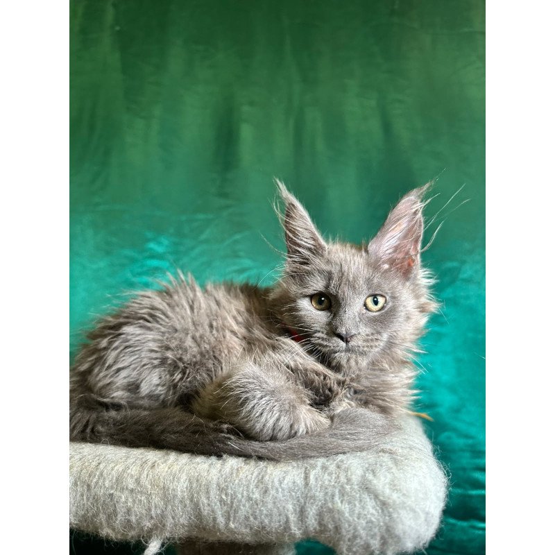Maine Coon NOV Martha