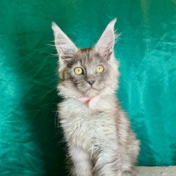 Maine Coon NOV Maria