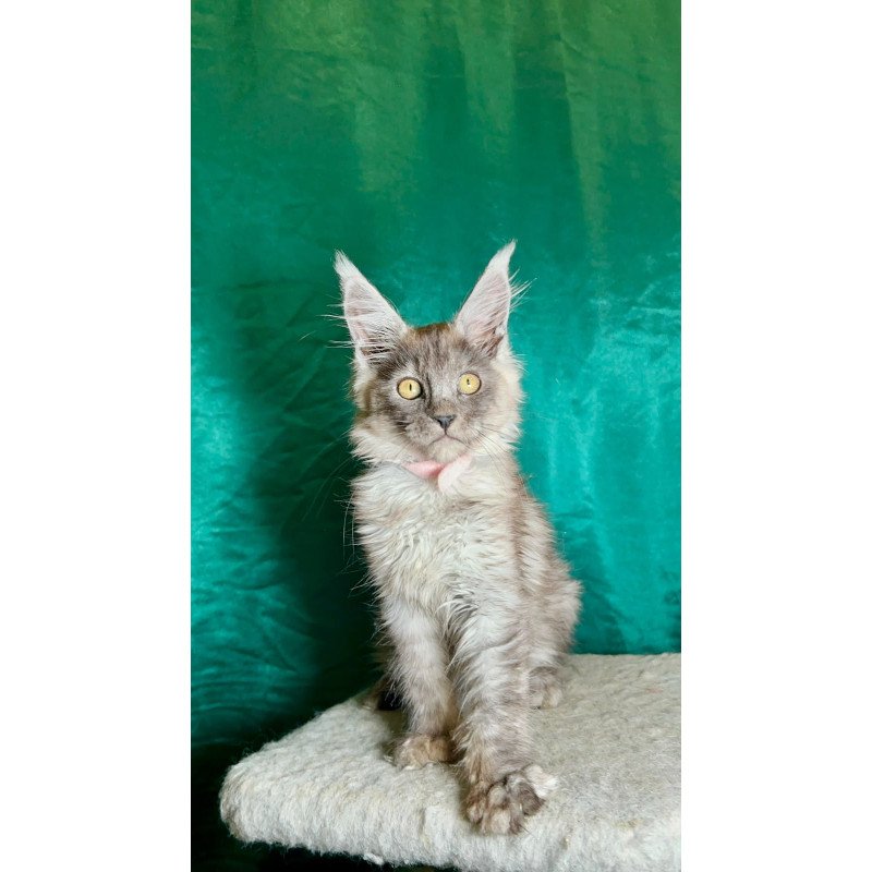 Maine Coon NOV Maria