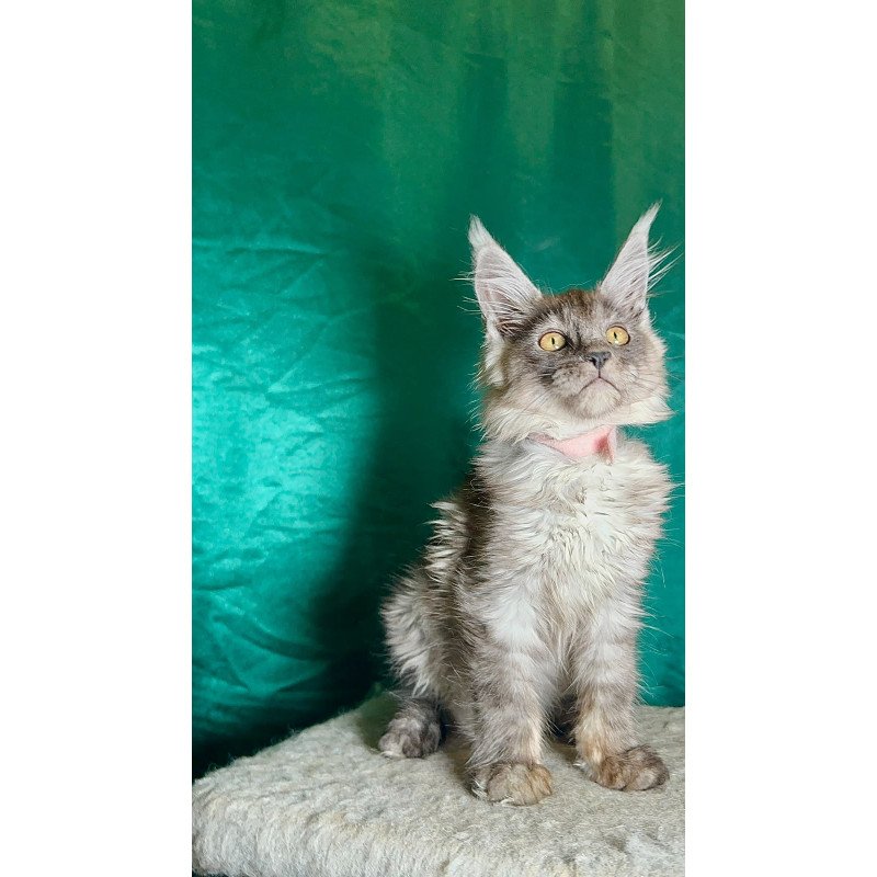 Maine Coon NOV Maria