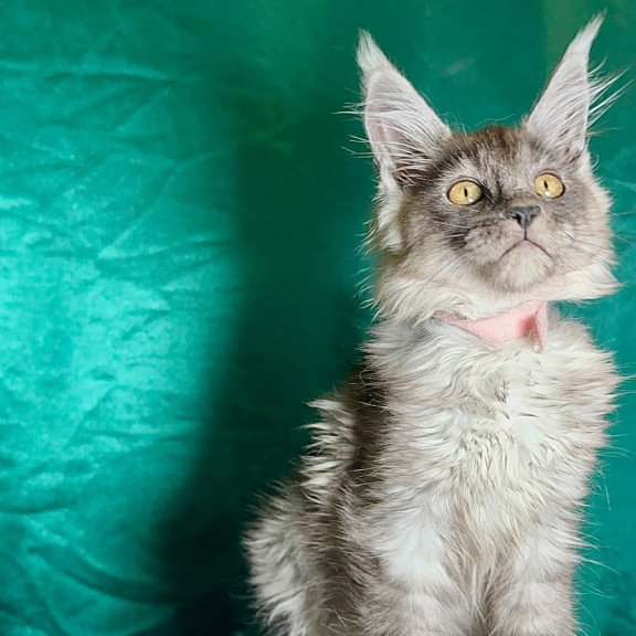 Maine Coon NOV Maria