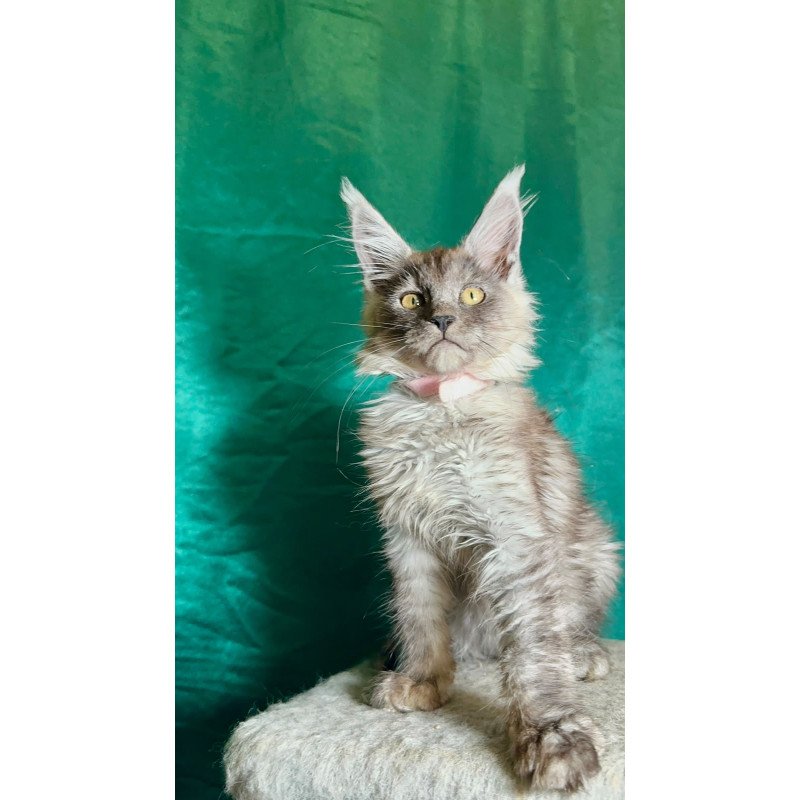 Maine Coon NOV Maria