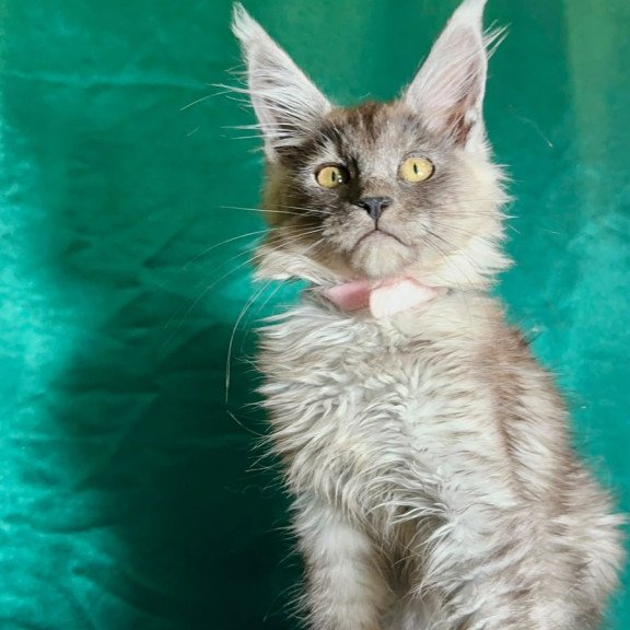 Maine Coon NOV Maria