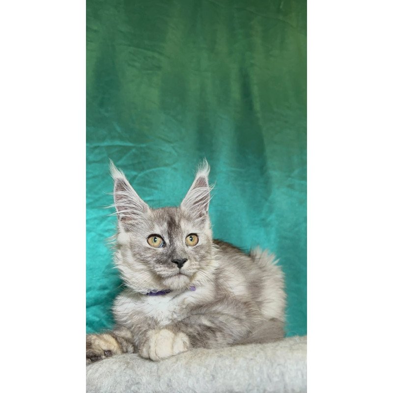 Maine Coon NOV Milissa