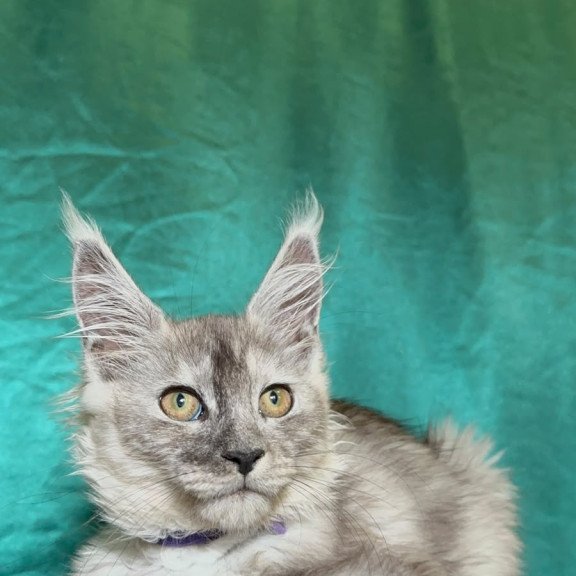 Maine Coon NOV Milissa