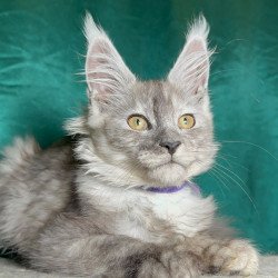 Maine Coon NOV Milissa