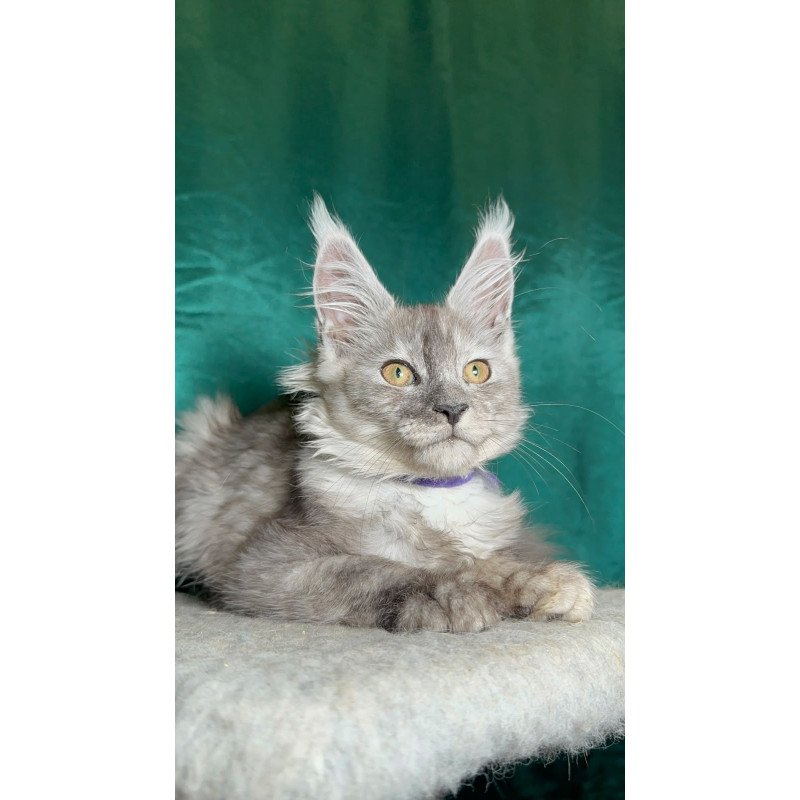 Maine Coon NOV Milissa