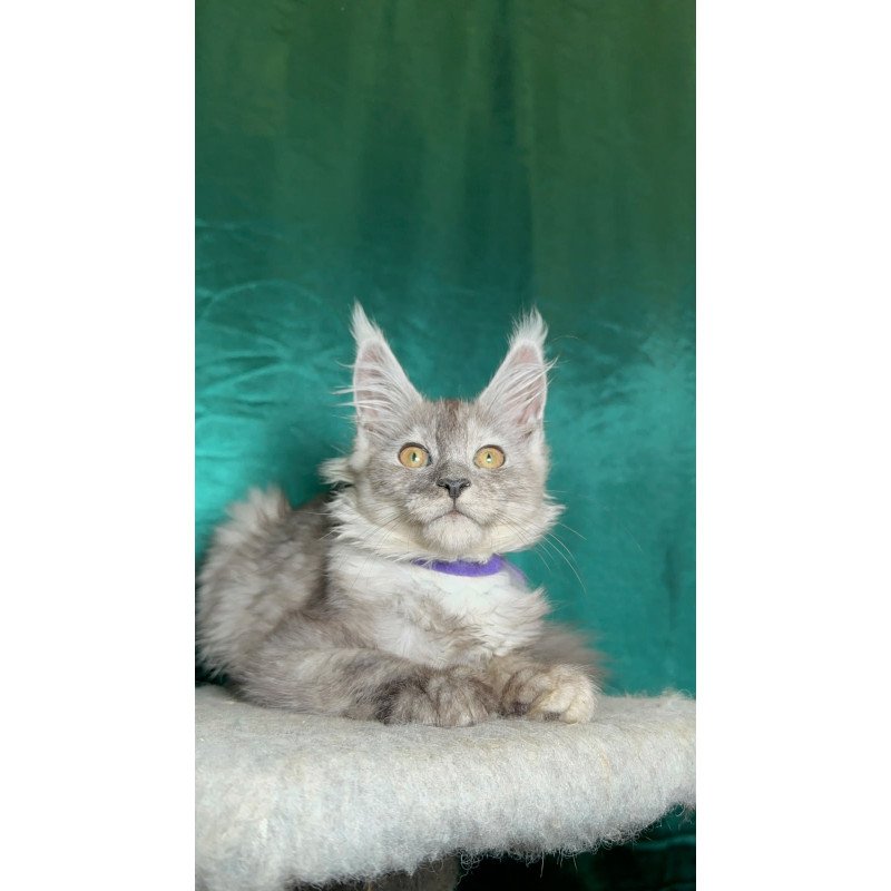 Maine Coon NOV Milissa