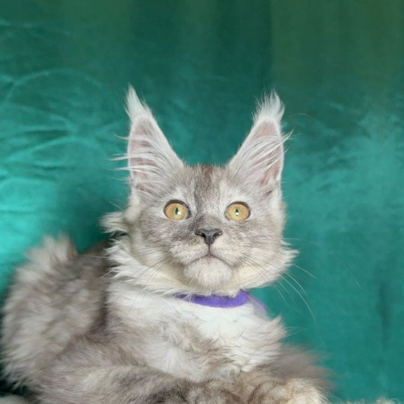 Maine Coon NOV Milissa