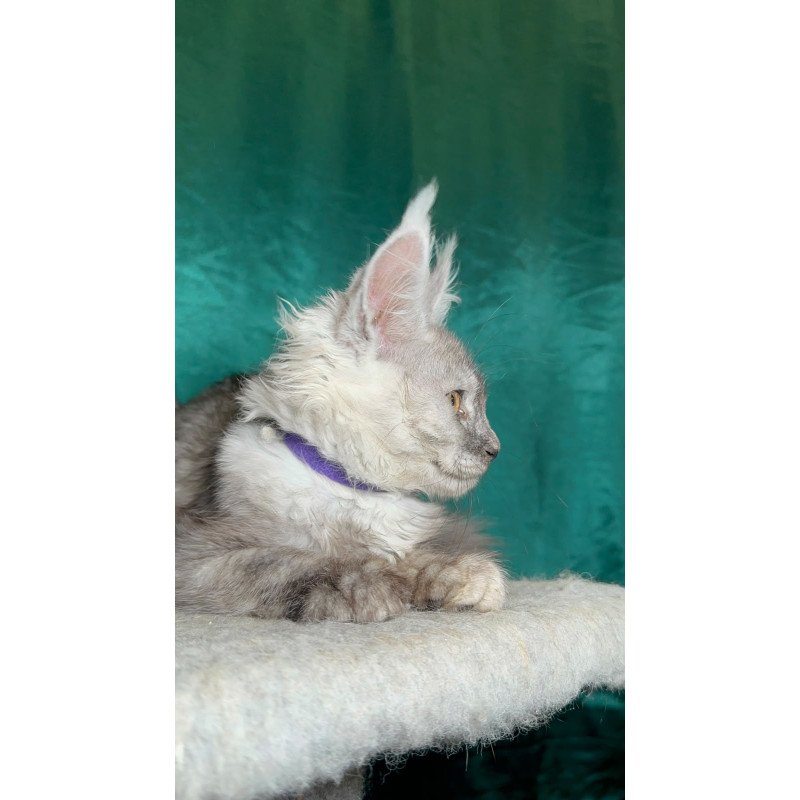 Maine Coon NOV Milissa