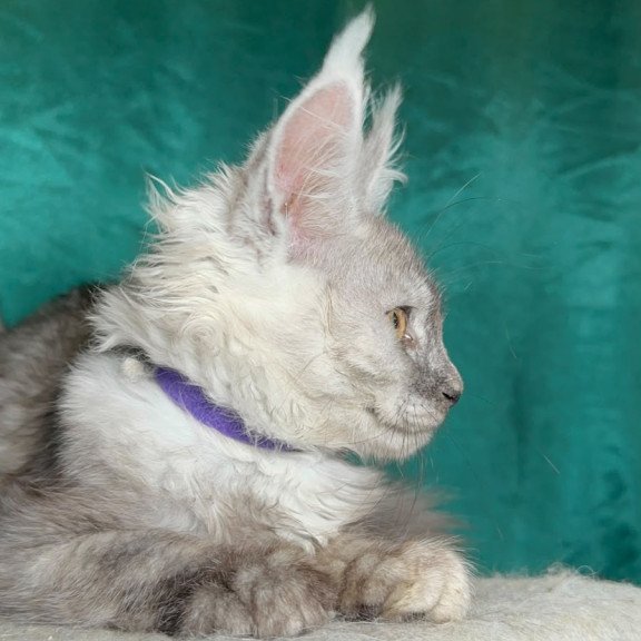 Maine Coon NOV Milissa