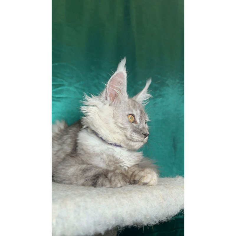 Maine Coon NOV Milissa