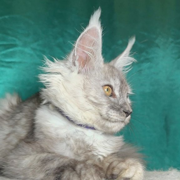 Maine Coon NOV Milissa