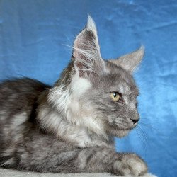 Maine Coon NOV Michael