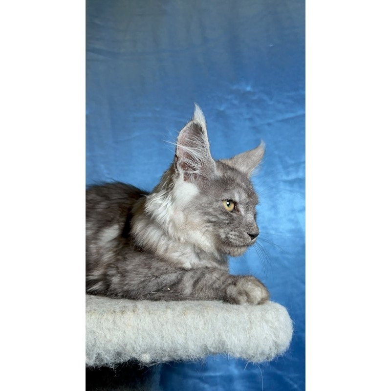 Maine Coon NOV Michael