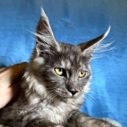 Maine Coon NOV Michael