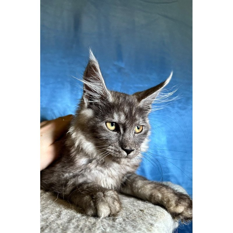 Maine Coon NOV Michael