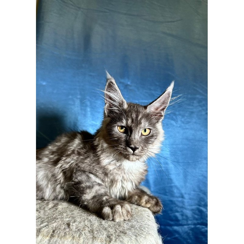 Maine Coon NOV Michael