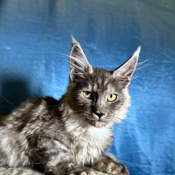 Maine Coon NOV Michael