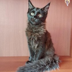 Maine Coon NOV Dark