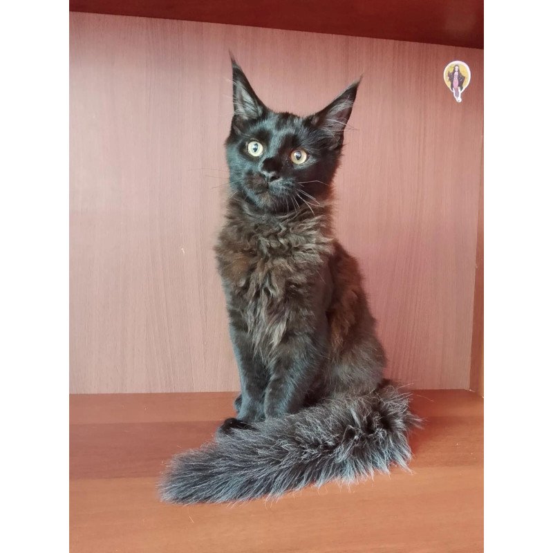 Maine Coon NOV Dark