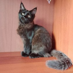 Maine Coon NOV Dark